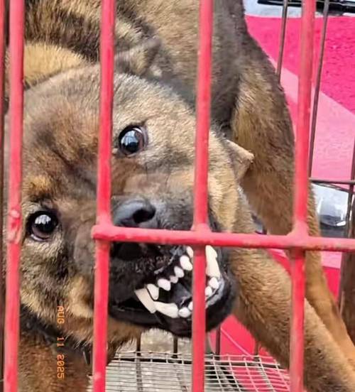 “狗咬人引发杀人案”一审未当庭宣判，辩护律师：检方认为被告人防卫过当